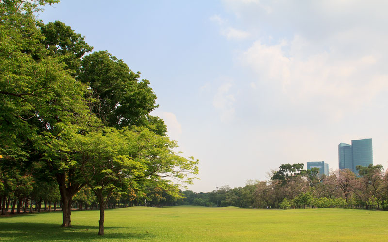 Utilidad de la planta