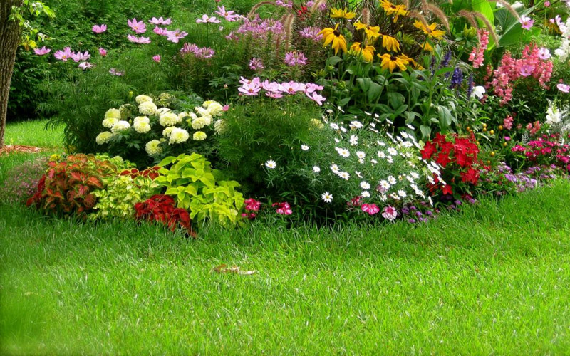 Elección de la planta